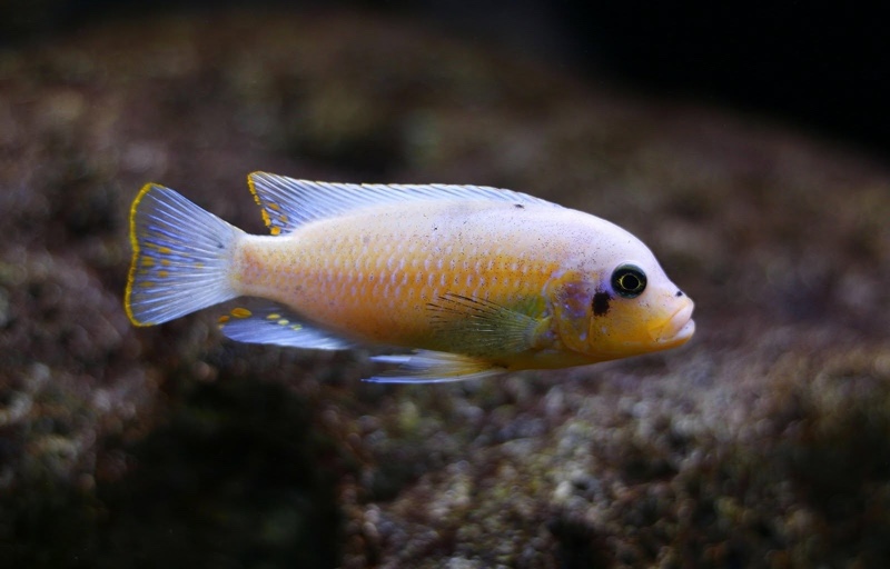 Maylandia zebra 'Nkhungu Reef'